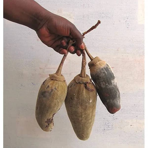 Múcua (Fruto do Imbondeiro)